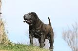 SHAR-PEI 686